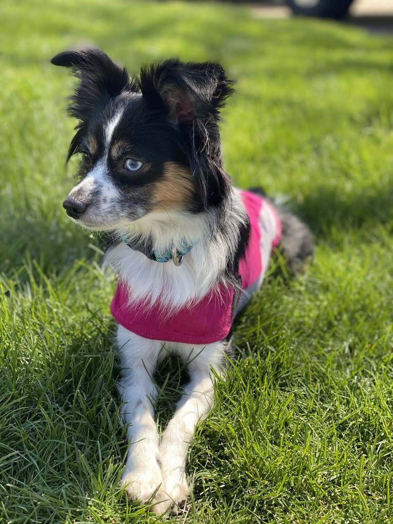 Calypso, a Miniature/MAS-type Australian Shepherd and Papillon mix tested with EmbarkVet.com