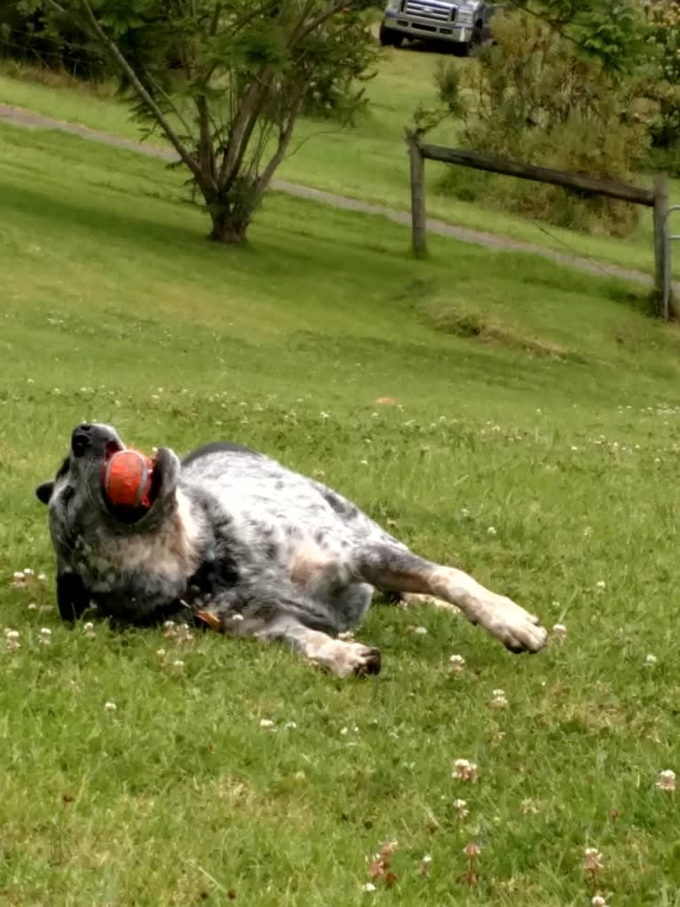 Prozac, an Australian Cattle Dog tested with EmbarkVet.com