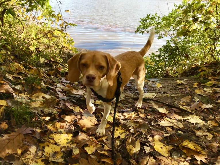 Chewy, a Beagle tested with EmbarkVet.com