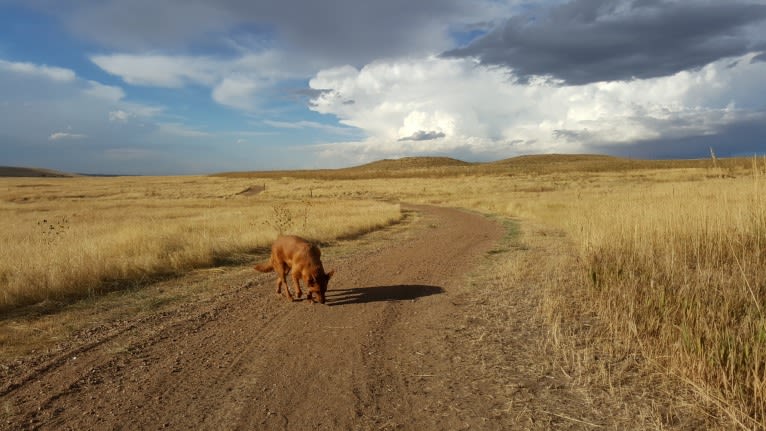 Brownie, an Australian Shepherd and Border Collie mix tested with EmbarkVet.com