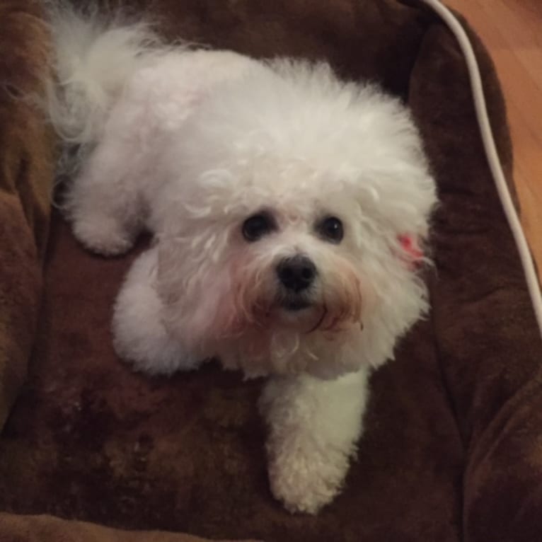 Georgia Caroline, a Bichon Frise tested with EmbarkVet.com