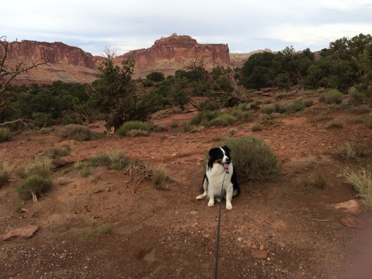 Tucker, an Australian Shepherd tested with EmbarkVet.com