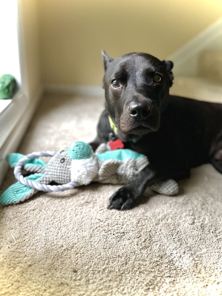 Dowdy, an American Pit Bull Terrier and Chow Chow mix tested with EmbarkVet.com