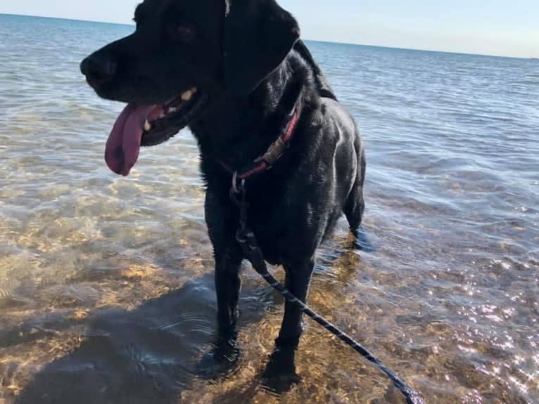 Bear, a German Shorthaired Pointer and Australian Cattle Dog mix tested with EmbarkVet.com