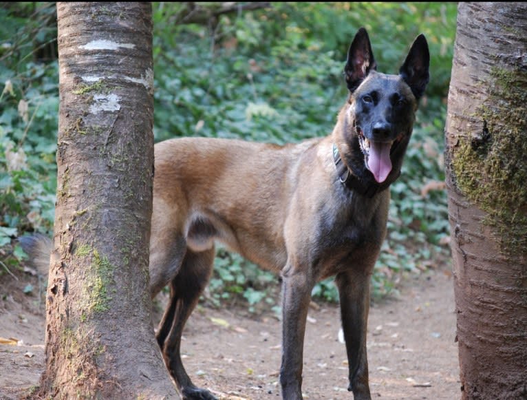 Rook, a Belgian Shepherd tested with EmbarkVet.com