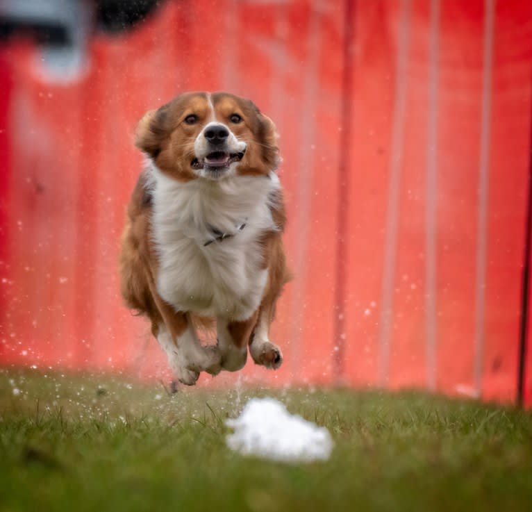 Mac, an English Shepherd tested with EmbarkVet.com