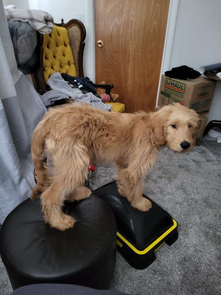 Tobias Lincoln, a Goldendoodle tested with EmbarkVet.com