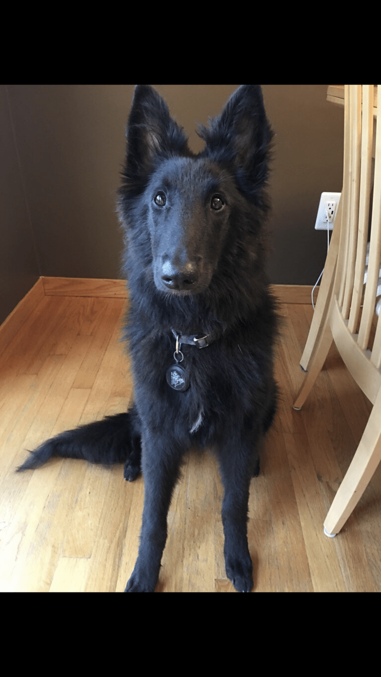 Layla, a Belgian Shepherd tested with EmbarkVet.com