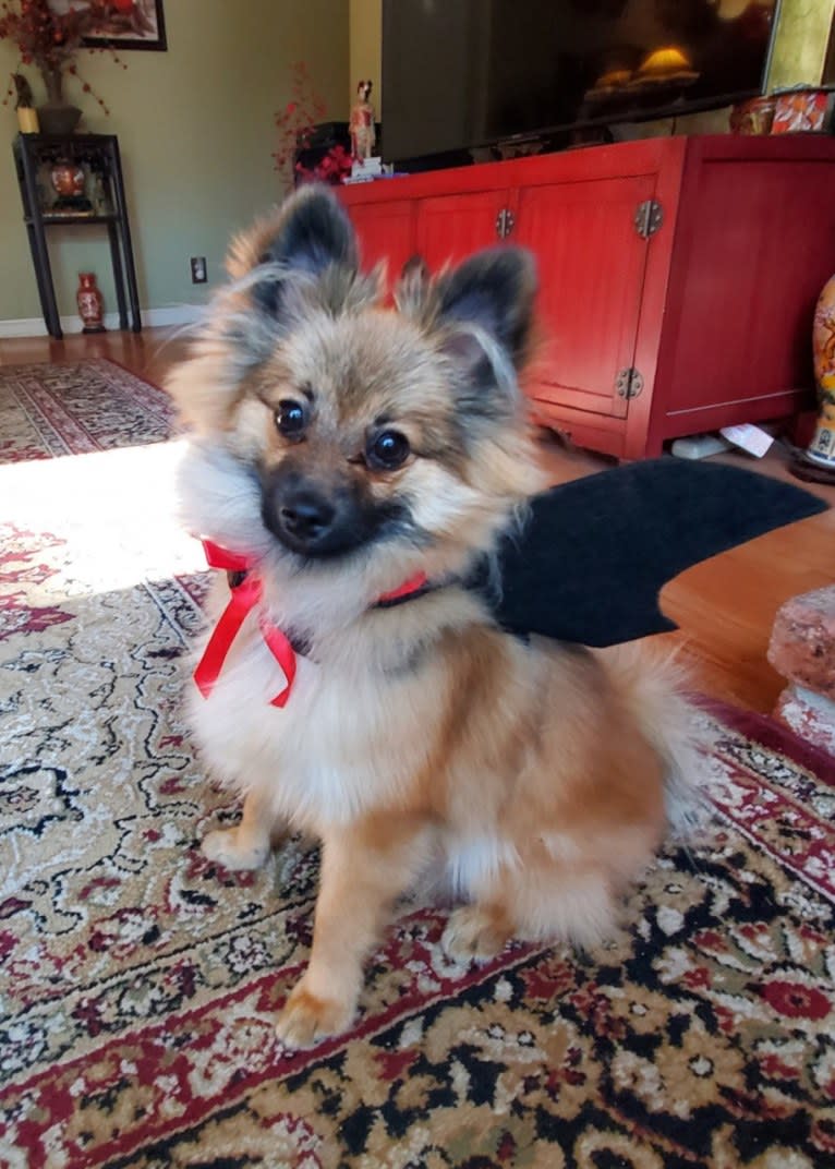 Grizzy, a Pomeranian tested with EmbarkVet.com