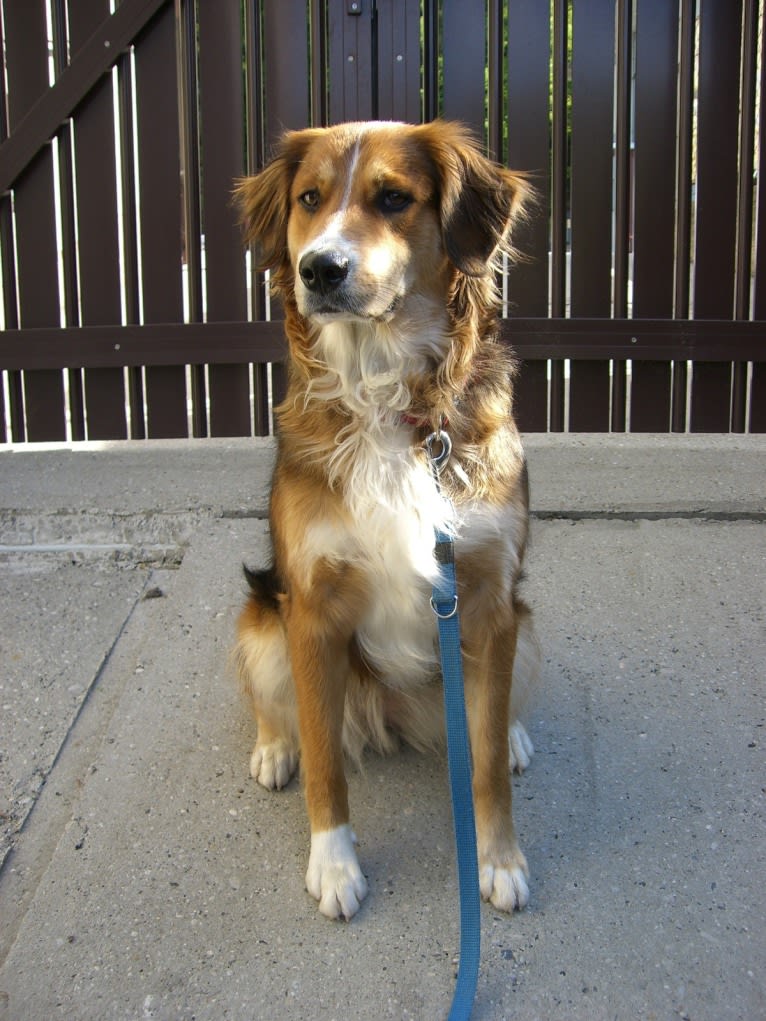 Akita, a Golden Retriever and Bernese Mountain Dog mix tested with EmbarkVet.com