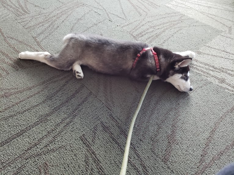 Rocket, a Siberian Husky and Alaskan Malamute mix tested with EmbarkVet.com