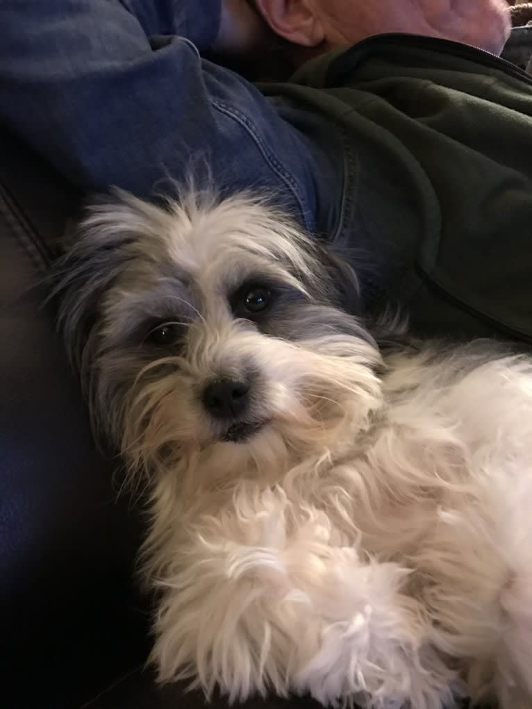 Winham’s “DollyBelle” of Rocky Mountain Cotons, a Coton de Tulear tested with EmbarkVet.com