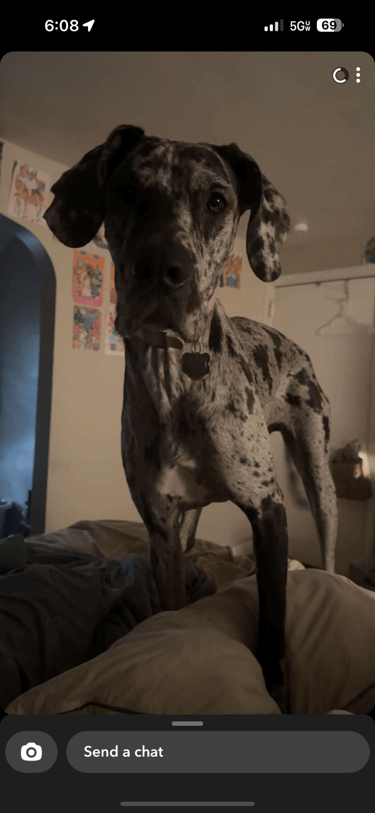 Dream Hunter, a Great Dane tested with EmbarkVet.com
