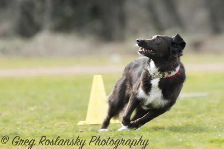 Jane, an English Shepherd tested with EmbarkVet.com