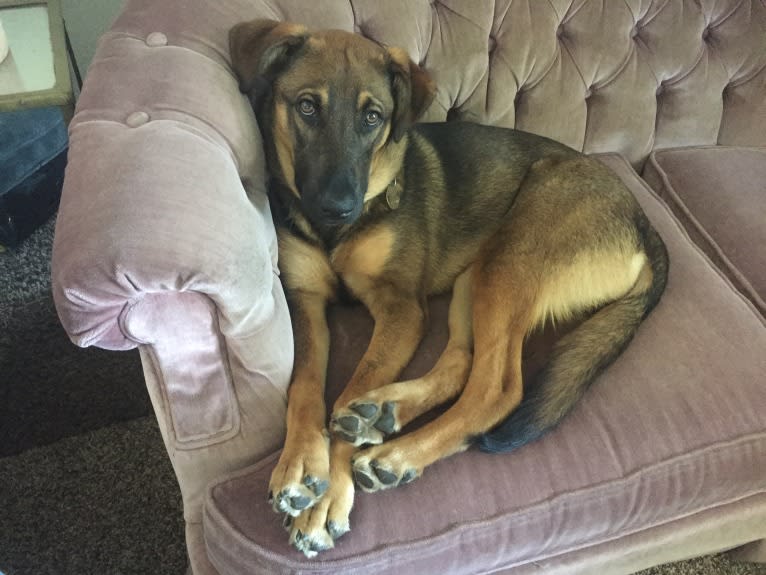 Arrow, a German Shepherd Dog and American Pit Bull Terrier mix tested with EmbarkVet.com