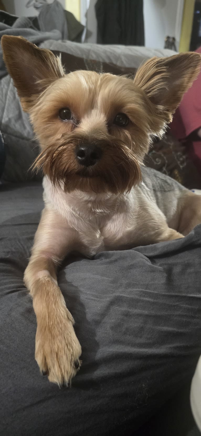 Charlie, a Yorkshire Terrier tested with EmbarkVet.com