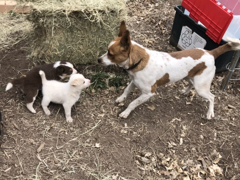 Kiva, a Border Collie and Australian Cattle Dog mix tested with EmbarkVet.com