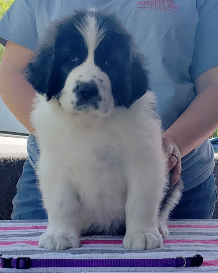 Estrella Polar’s Bexley Harlow, a Pyrenean Mastiff tested with EmbarkVet.com