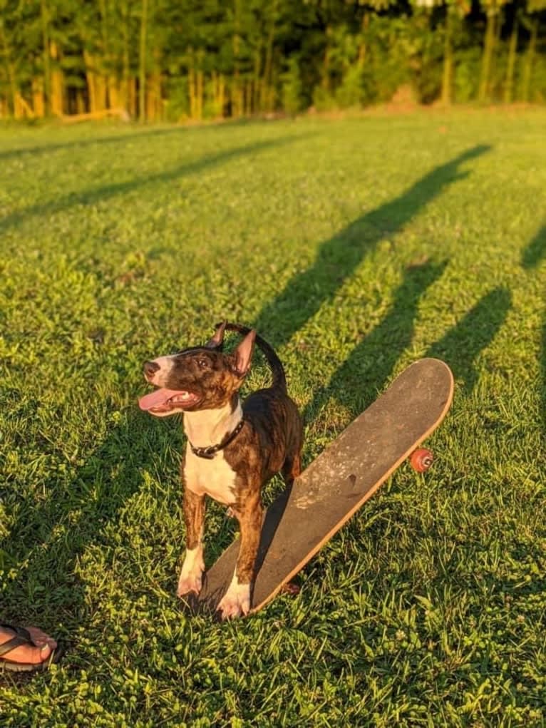 Dippy, a Bull Terrier tested with EmbarkVet.com