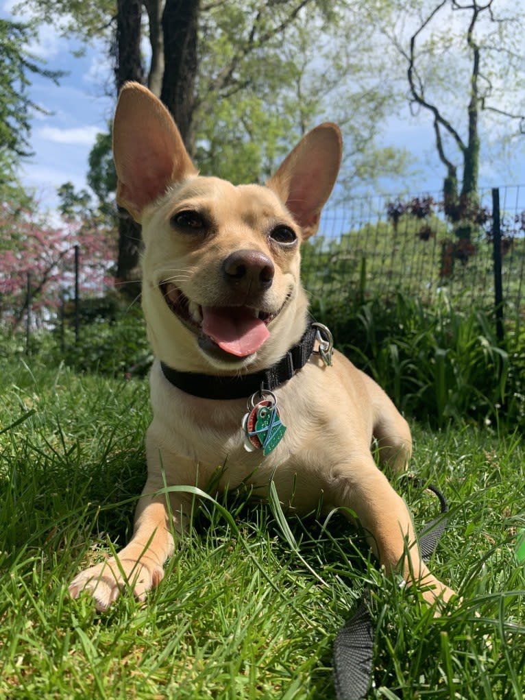 Bruce, a Chihuahua and Dachshund mix tested with EmbarkVet.com