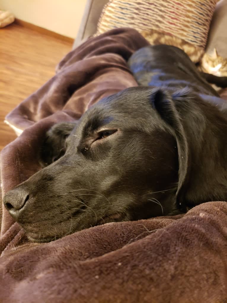 Buddy, an American Water Spaniel and Golden Retriever mix tested with EmbarkVet.com