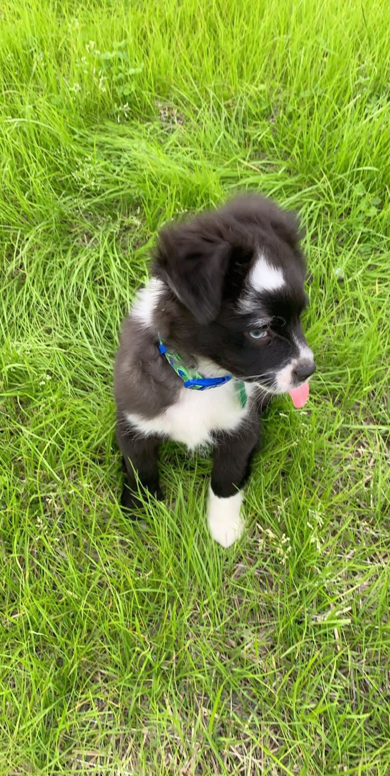 Brees, a Miniature/MAS-type Australian Shepherd and Australian Cattle Dog mix tested with EmbarkVet.com