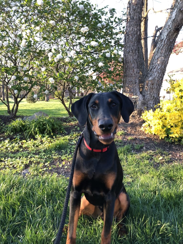 Arlo, a Doberman Pinscher tested with EmbarkVet.com