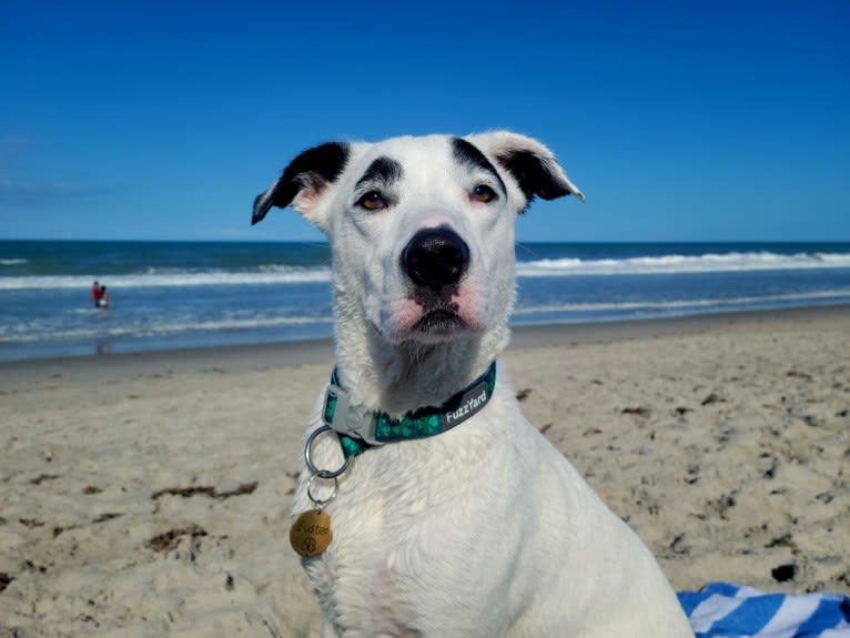 Buster, an American Bully and American Pit Bull Terrier mix tested with EmbarkVet.com