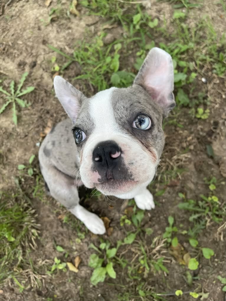 Aurinko, a Boston Terrier tested with EmbarkVet.com