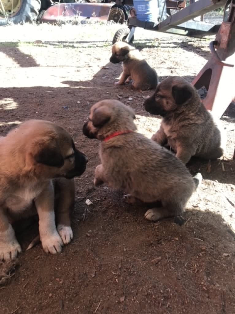 Fisher, an Anatolian Shepherd Dog tested with EmbarkVet.com