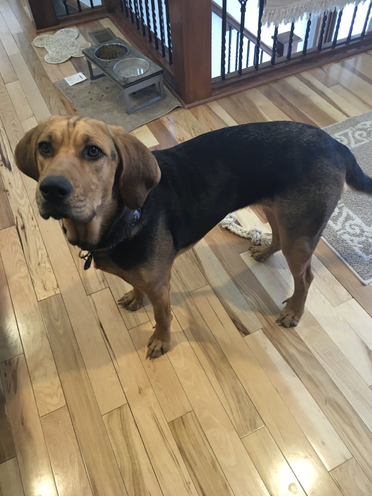 Marley, a Bloodhound and Treeing Walker Coonhound mix tested with EmbarkVet.com