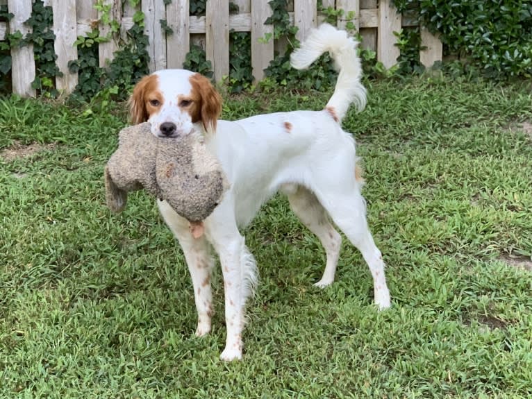 Scout, a Brittany and Llewellin Setter mix tested with EmbarkVet.com