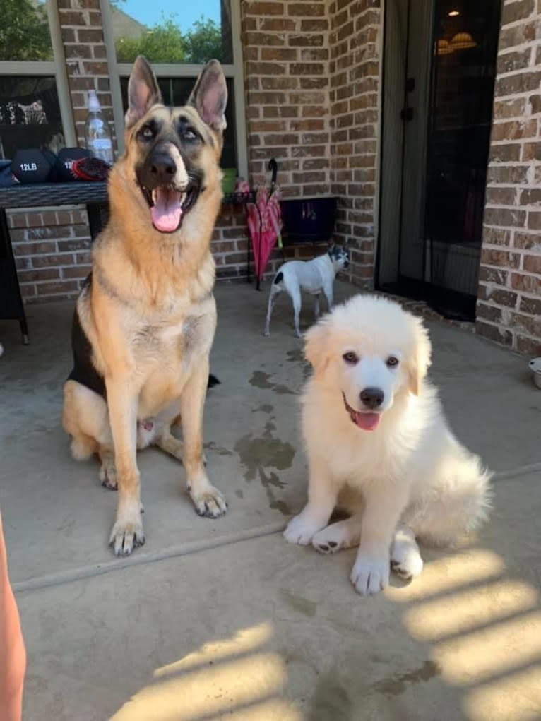 Ozzy, a Great Pyrenees tested with EmbarkVet.com