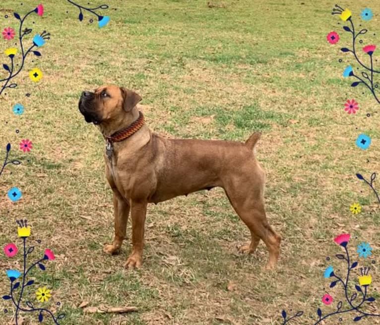 Zaylee, a Boerboel tested with EmbarkVet.com