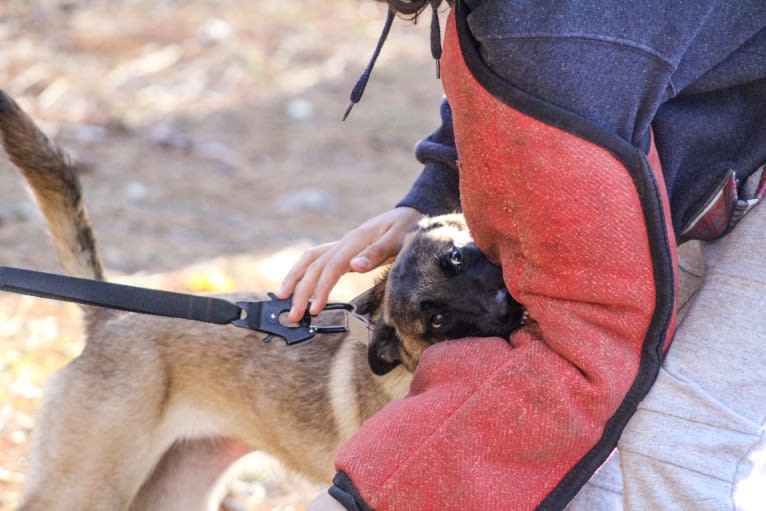 Amalthea, a Belgian Shepherd tested with EmbarkVet.com