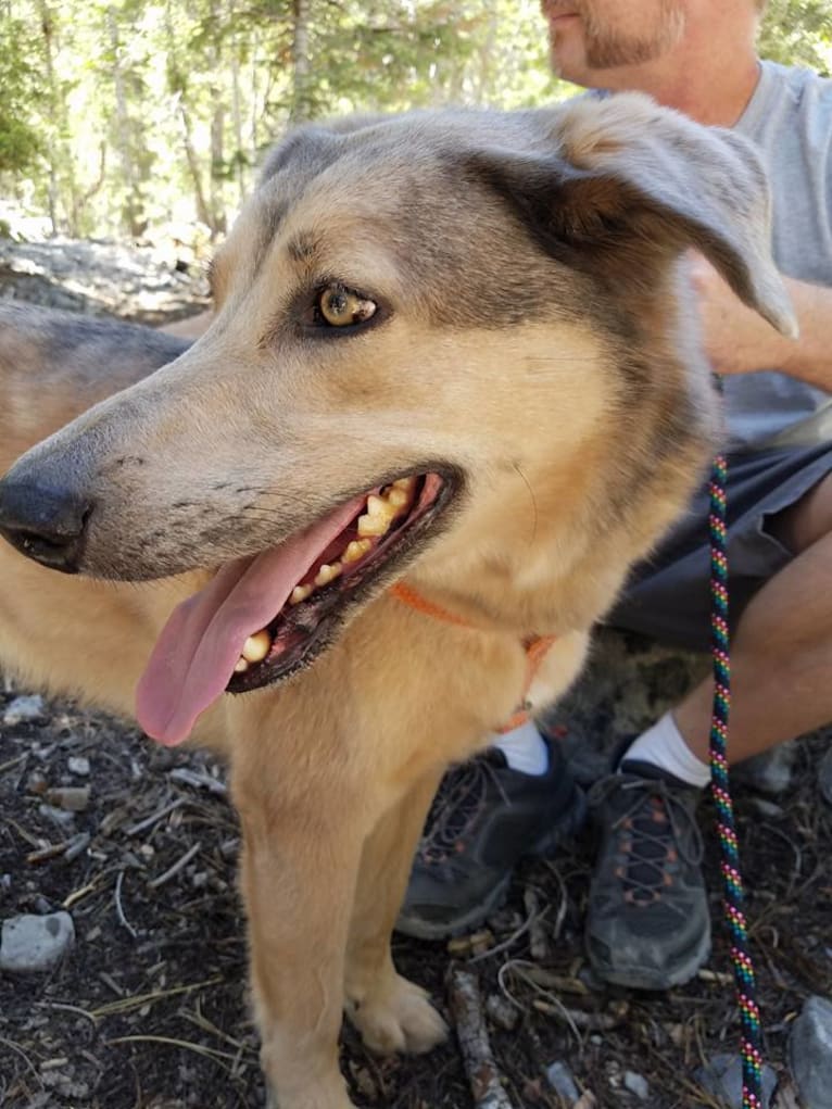 Walter, a German Shepherd Dog and Akita mix tested with EmbarkVet.com