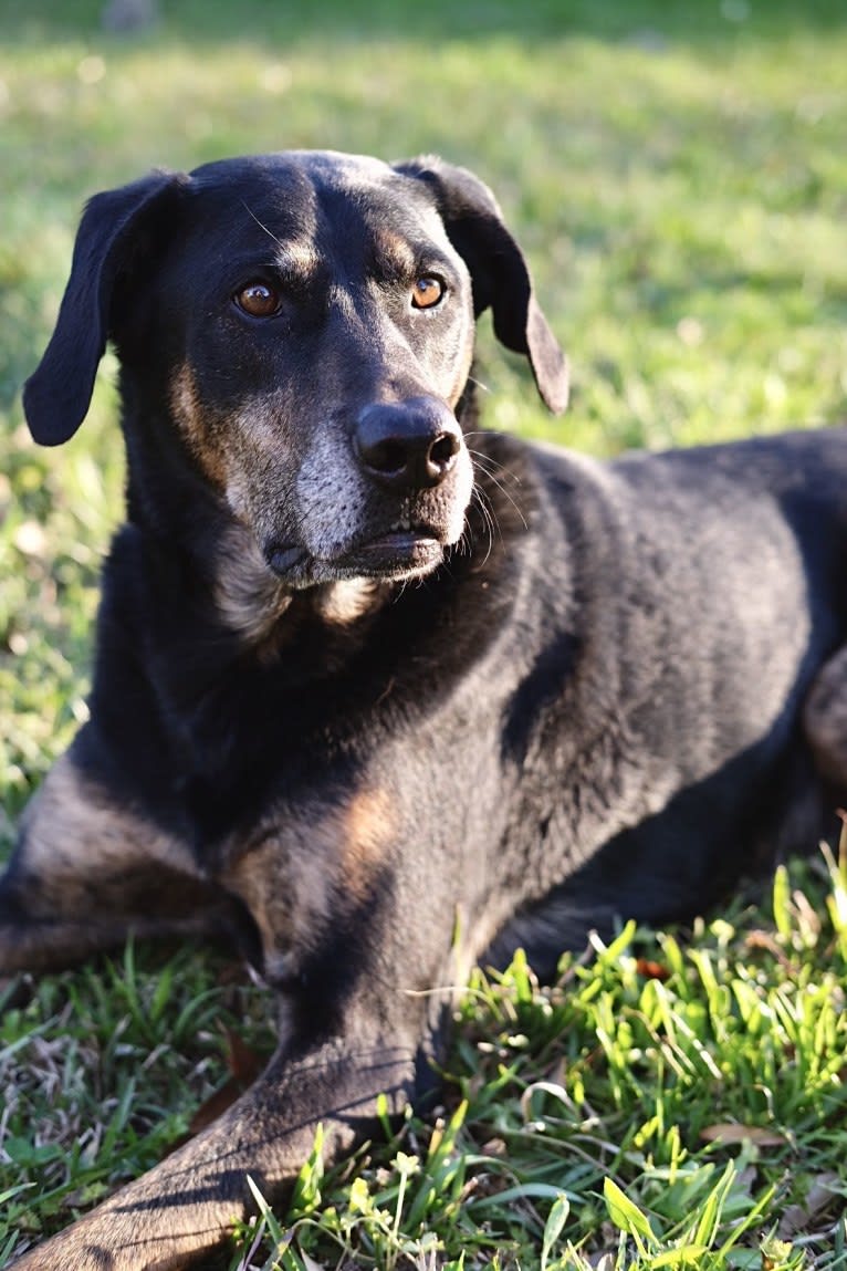 Talon, a Labrador Retriever and Treeing Walker Coonhound mix tested with EmbarkVet.com