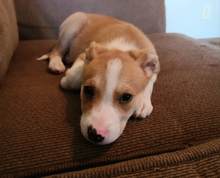 Cid, a Boxer and Australian Cattle Dog mix tested with EmbarkVet.com