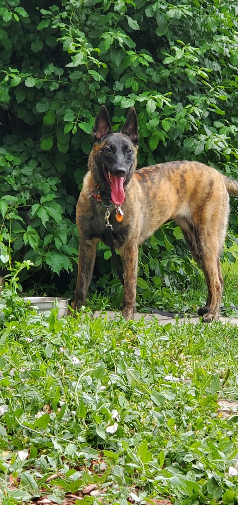 Ripley, a Dutch Shepherd tested with EmbarkVet.com