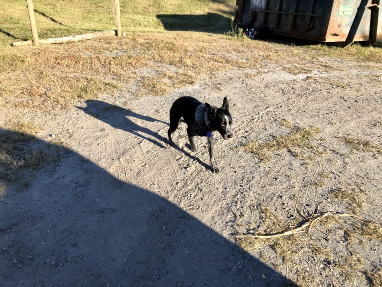 Mist, an Australian Cattle Dog and Australian Shepherd mix tested with EmbarkVet.com