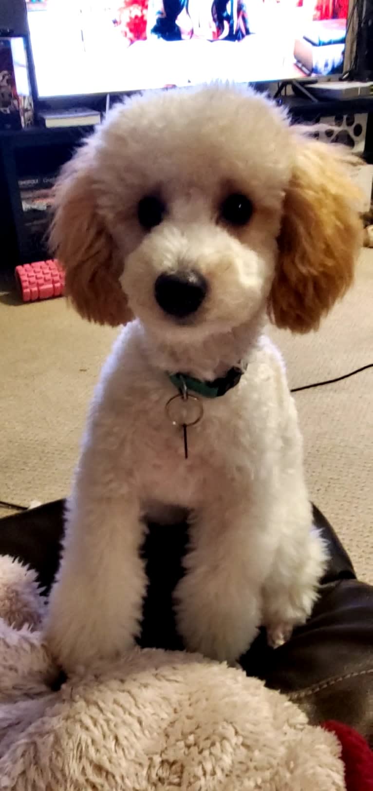 Fritz, a Poodle (Small) tested with EmbarkVet.com