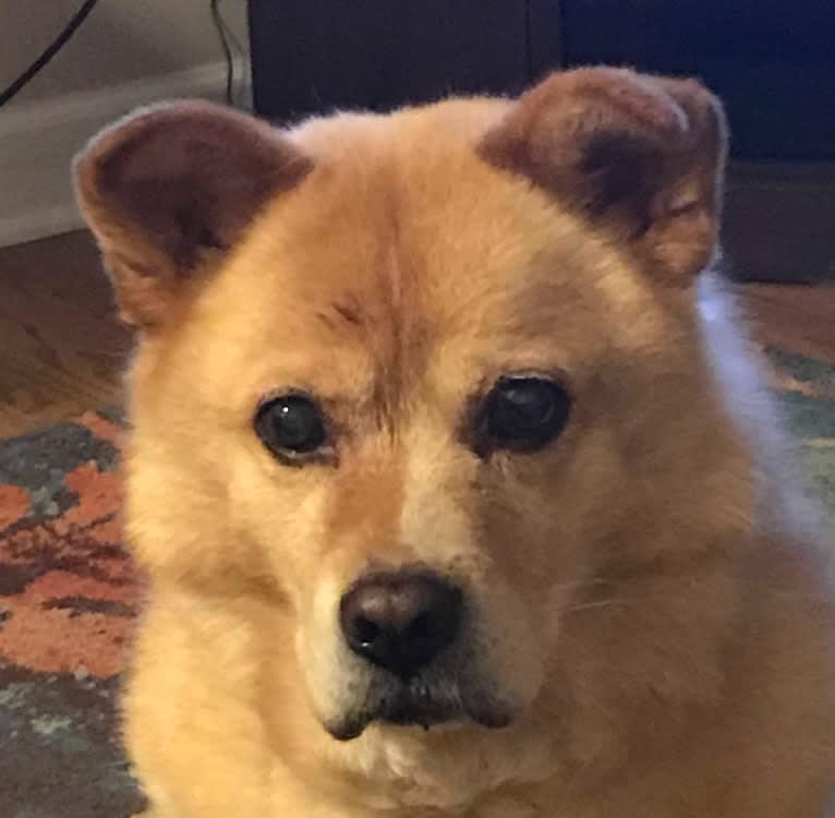 Kashmir, a Chow Chow and Russell-type Terrier mix tested with EmbarkVet.com