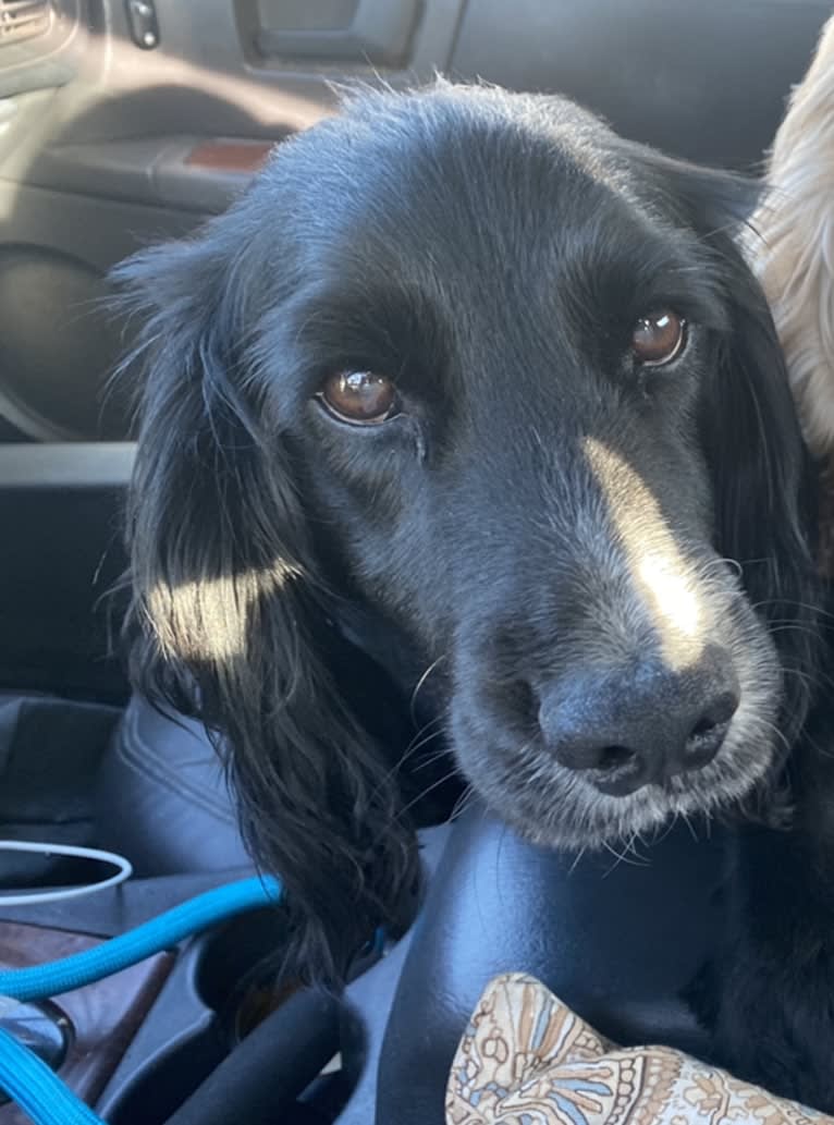 Ringo Pemoni, an English Cocker Spaniel (Working Type) tested with EmbarkVet.com