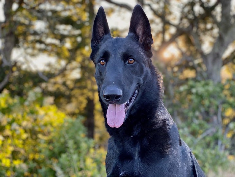 Ada, a Belgian Malinois and German Shepherd Dog mix tested with EmbarkVet.com