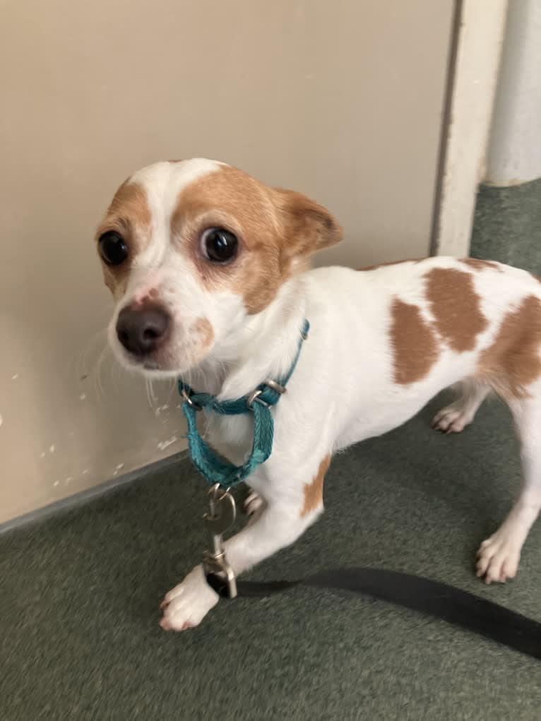 Daisy, a Chihuahua and Rat Terrier mix tested with EmbarkVet.com