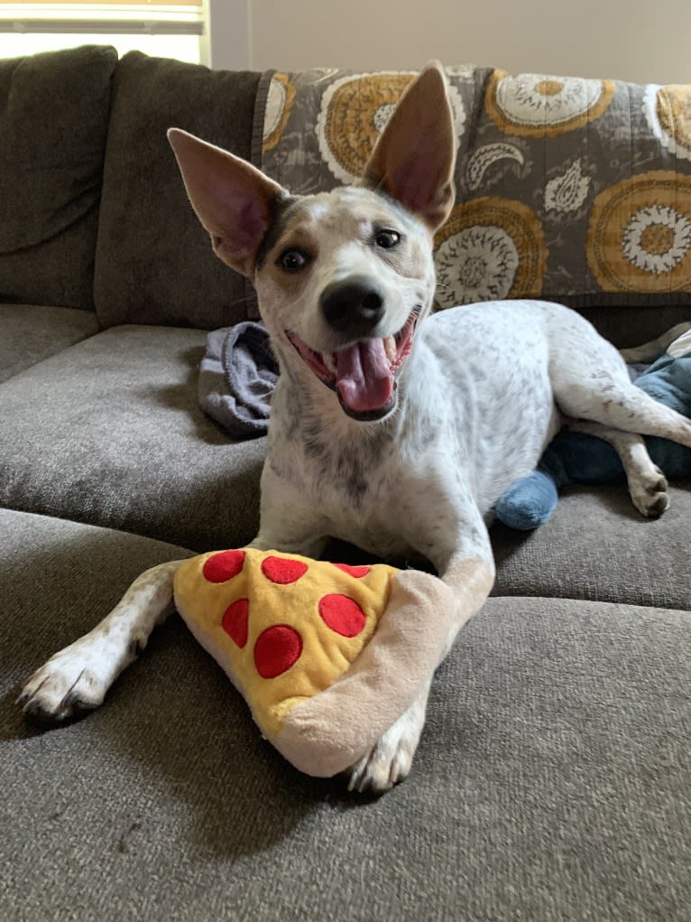 Zero, an Australian Cattle Dog and American Staffordshire Terrier mix tested with EmbarkVet.com