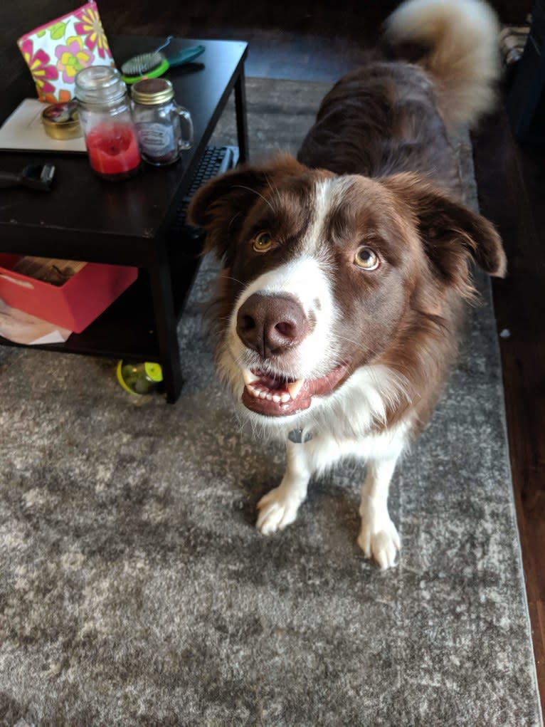 Atlas Mussatti, a Border Collie tested with EmbarkVet.com