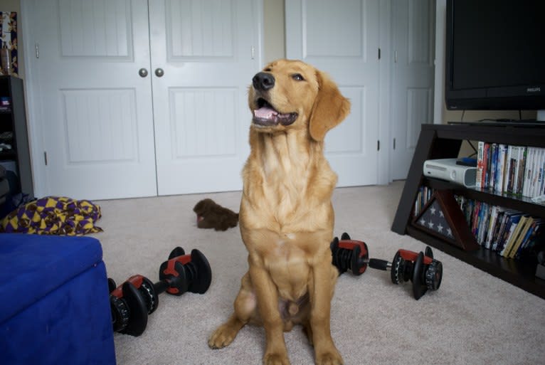 Ron, a Golden Retriever tested with EmbarkVet.com