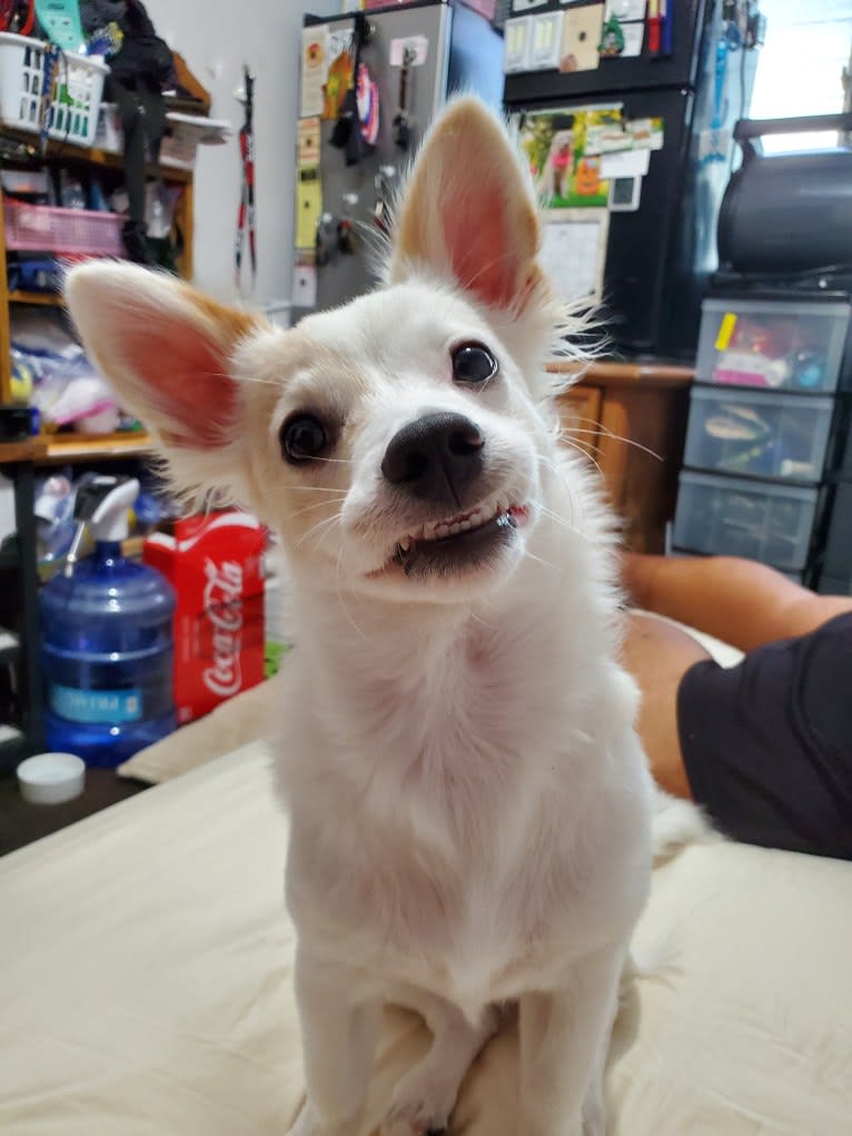 Bailey, a Chihuahua and Miniature Schnauzer mix tested with EmbarkVet.com