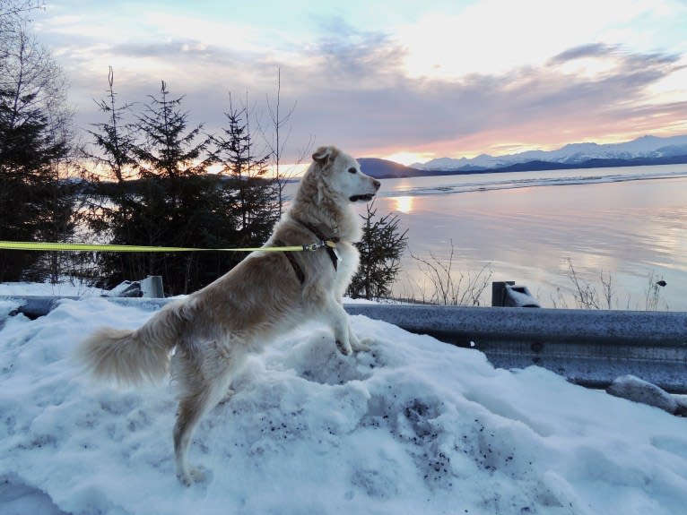 Arvo Arvanetti, a Golden Retriever and Shih Tzu mix tested with EmbarkVet.com